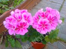 Пеларгония PAC Flower Fairy Rose