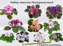 Набор фиалок Пестролистный 10, детки