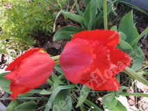 Тюльпан красный бахромчатый