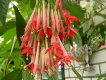 Фуксия F-boliviana var-pink cornet