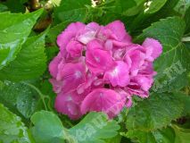 Гортензия крупнолистная розово-малиновая