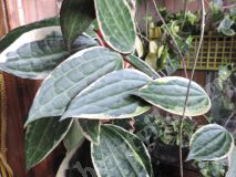 Хойя Macrophylla variegata