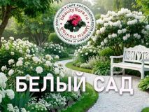 Набор многолетников,белые