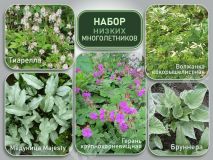 Набор низких многолетников