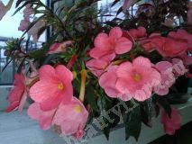Ахименес Розовый мелкоцветковый