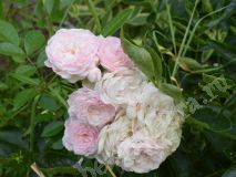 Роза кустовая розовая
