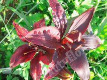 Лилия бордюрная темно-бордовая
