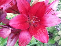 Лилия красно-бордовая