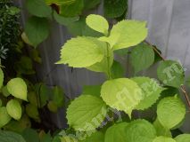 Чубушник садовый с салатовой листвой