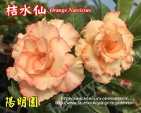 Адениум привитый Orange Narcissus1