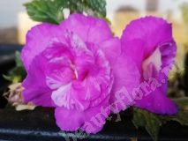 Ахименес Lavender English Rose