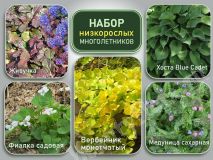 Набор низкорослых многолетников