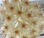 Хойя H. pure white flowers EPC-620-2