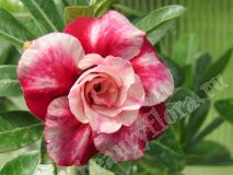 Адениум Marble Rose, 1