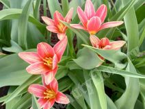 Тюльпан многоцветковый