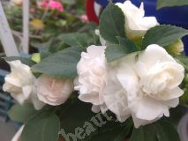 Бальзамин, Silhouette Appleblossom