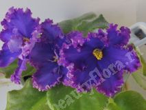 Фиалка АВ-Тысяча и одна ночь, укорененный