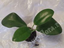 Хойя, Carnosa Tricolor(спорт)