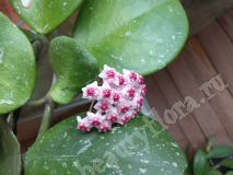 Хойя Obovata, взрослое растение