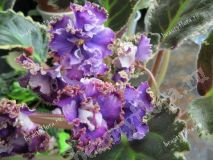 Фиалка ЛЕ-Парижские тайны