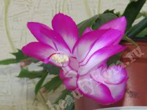 Шлюмбергера, розовая