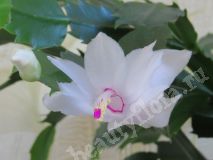 Шлюмбергера, срезка