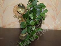 Хойя sp.547, взрослое растение