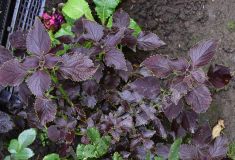 Колеус Бархатный рубин