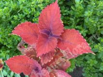 Колеус, см-3