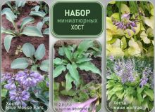 Набор миниатюрных хост