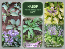 Набор миниатюрных хост