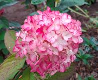 Гортензия метельчатая, Colorful Cocktail