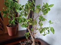 Клеродендрум Угандийский взрослое растение