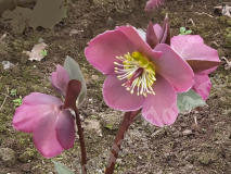 Морозник, Frostkiss Annas Red