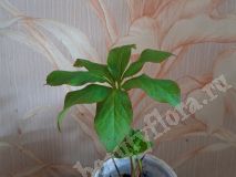 Морозник, микс