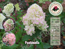 Гортензия метельчатая, Pantonella1