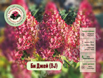 Гортензия метельчатая, БиДжей_1