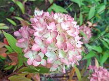 Гортензия метельчатая, Be Green