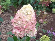 Гортензия метельчатая, Pantheon