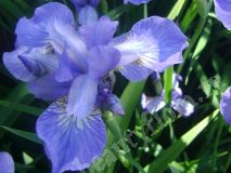 Ирис мелкоцветковый голубой